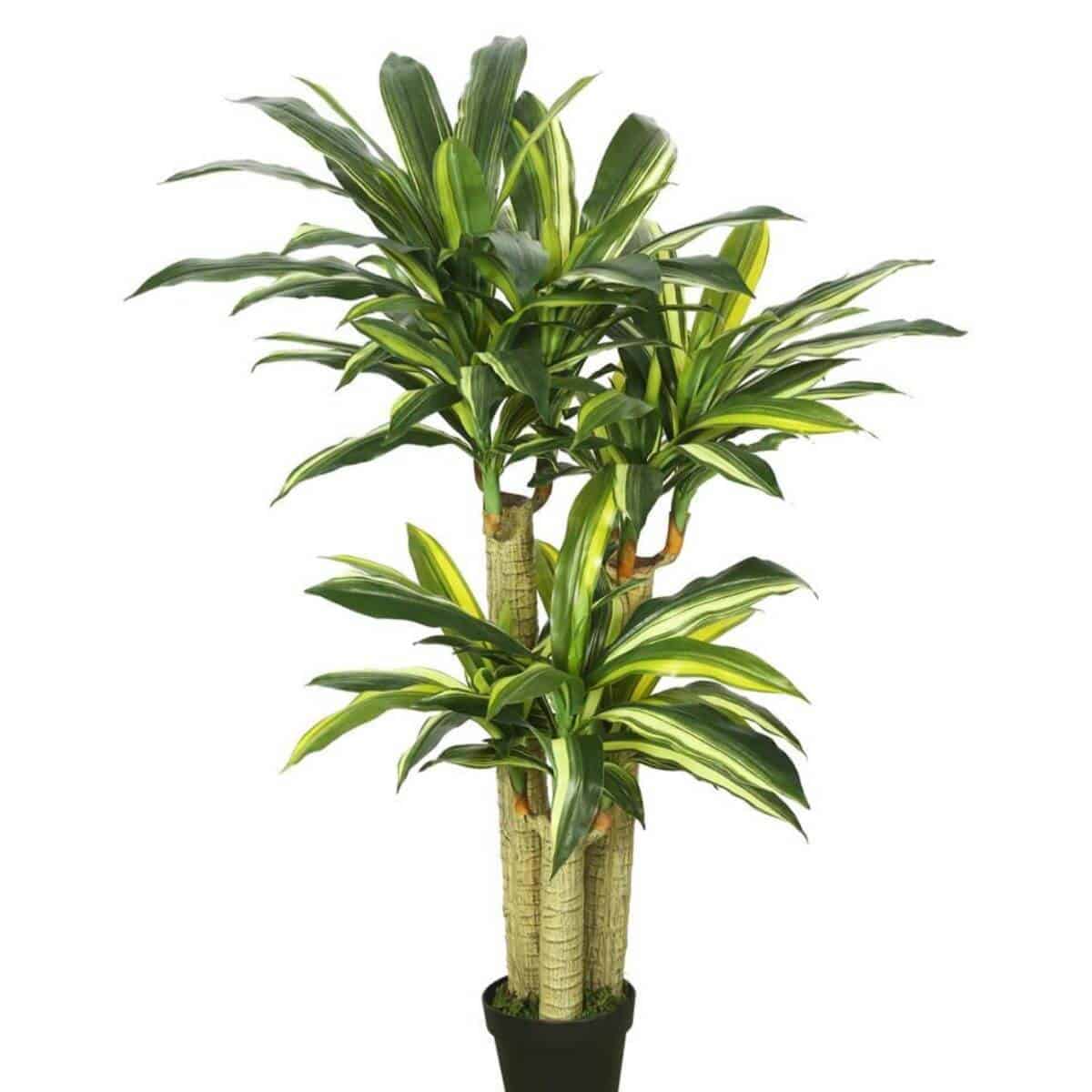 Dracaena in a black pot.