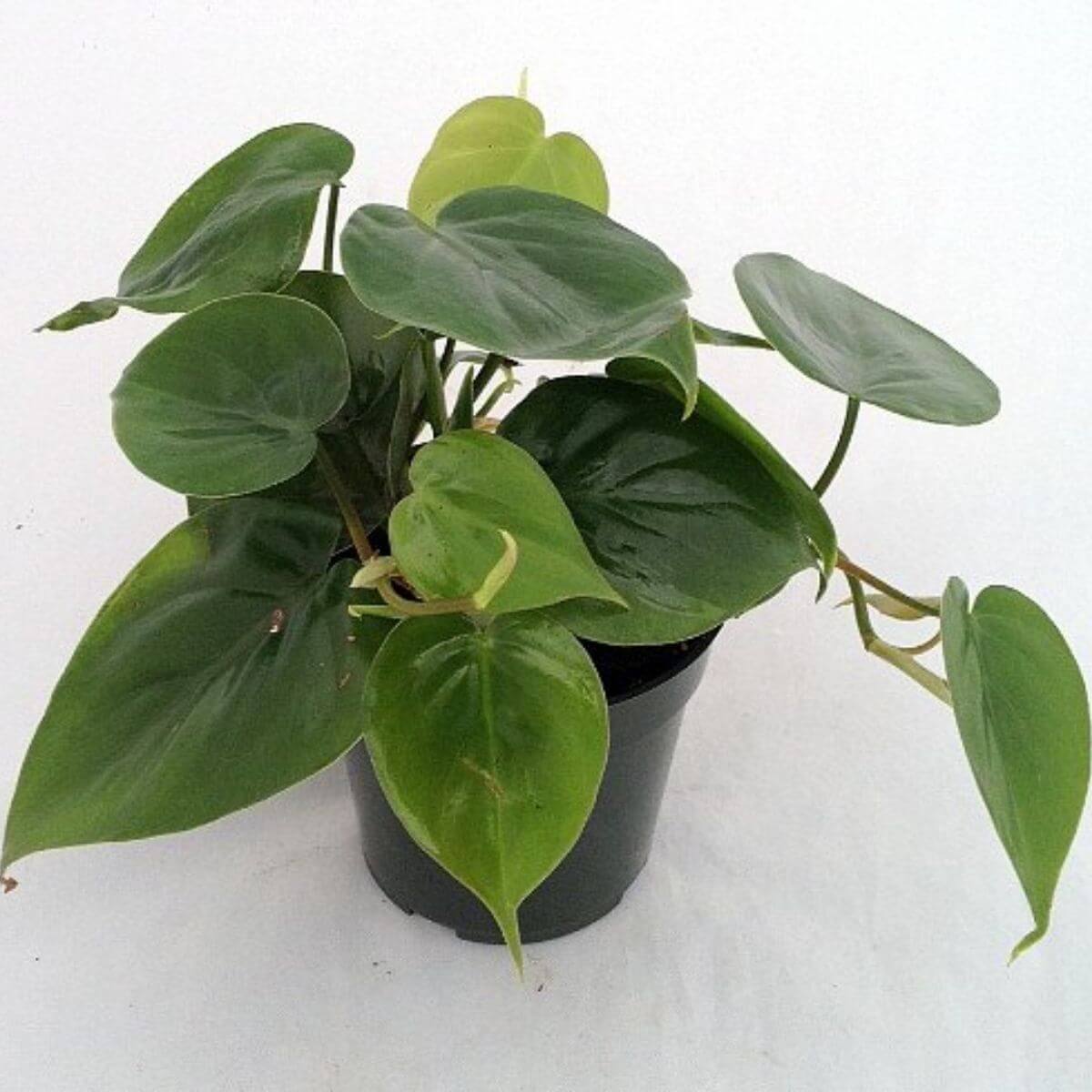 Philodendron pianta in un vaso nero.