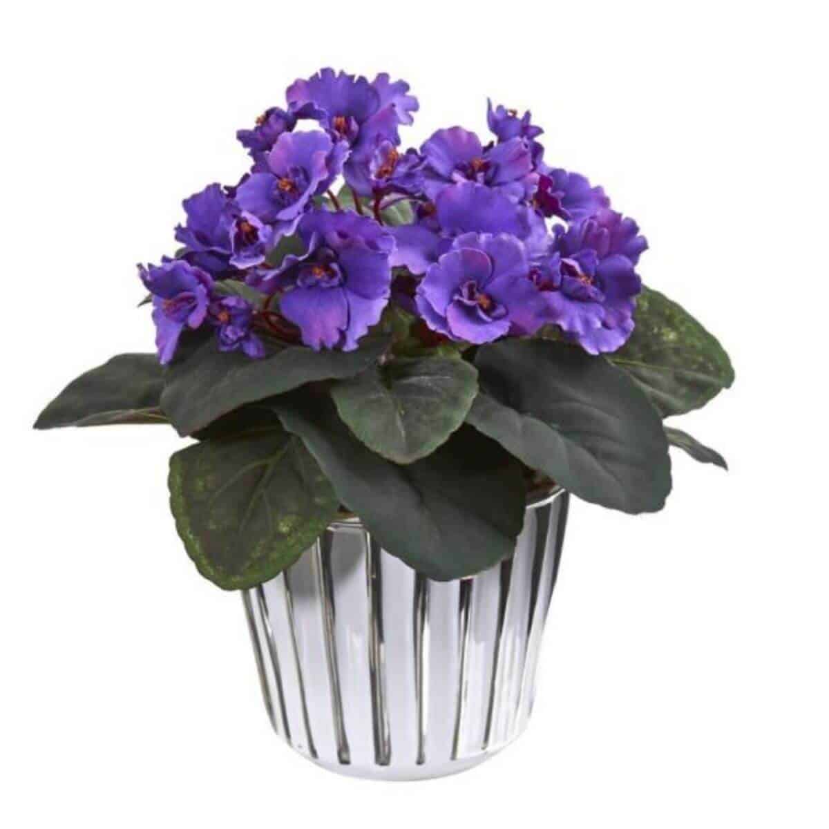 African violet in a pot.