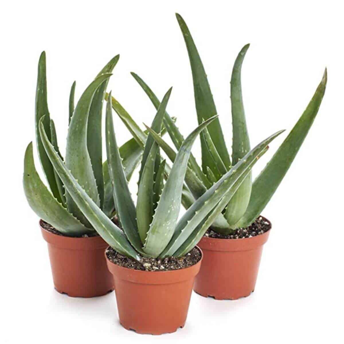 Three aloe vera plants in a pot.