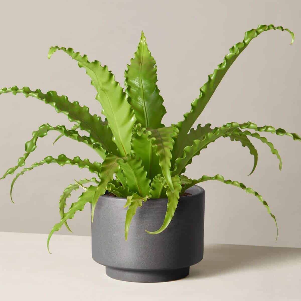 El helecho nido de pájaro en una maceta negra.'s nest fern in a black pot.