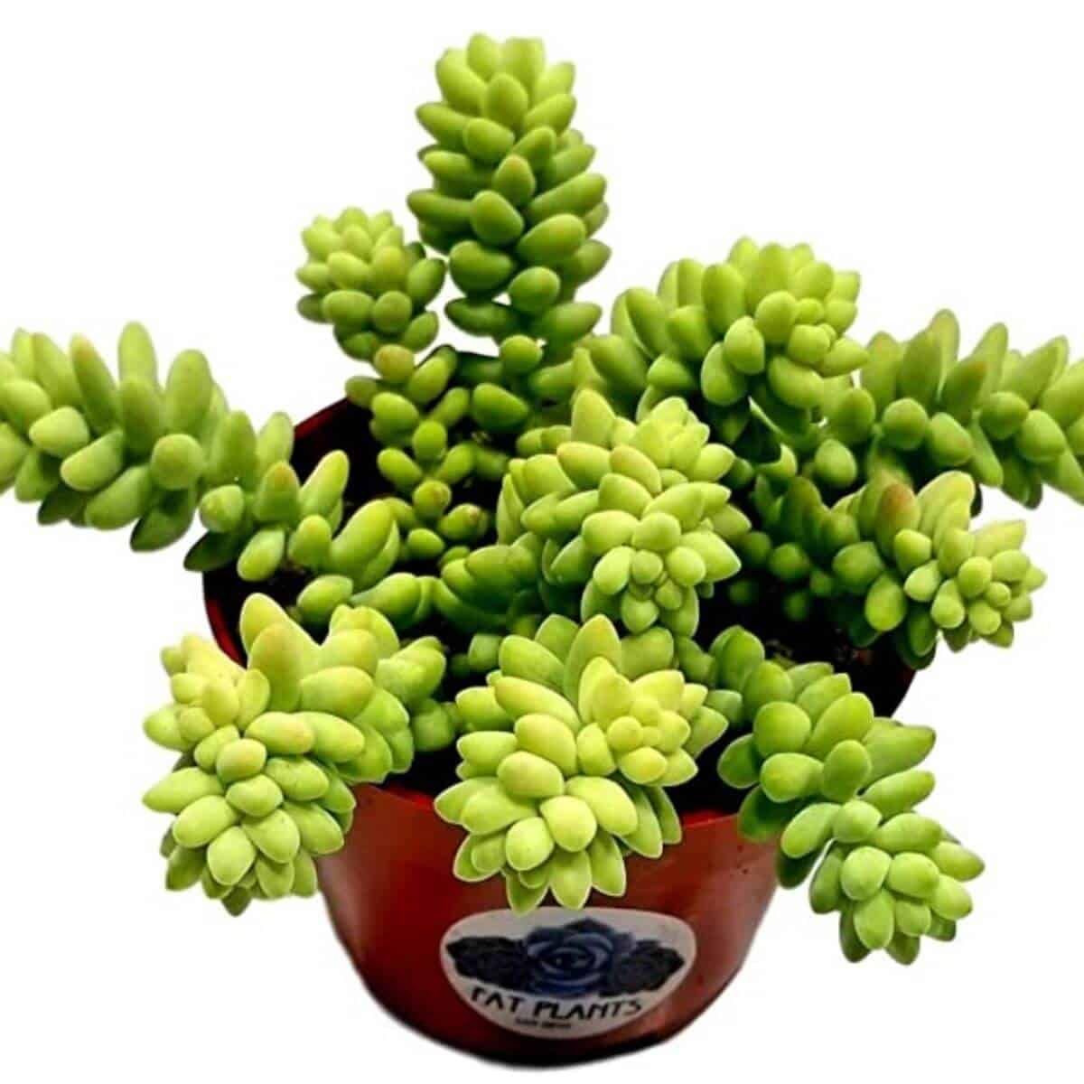 Burro's-tail plant in a planter.