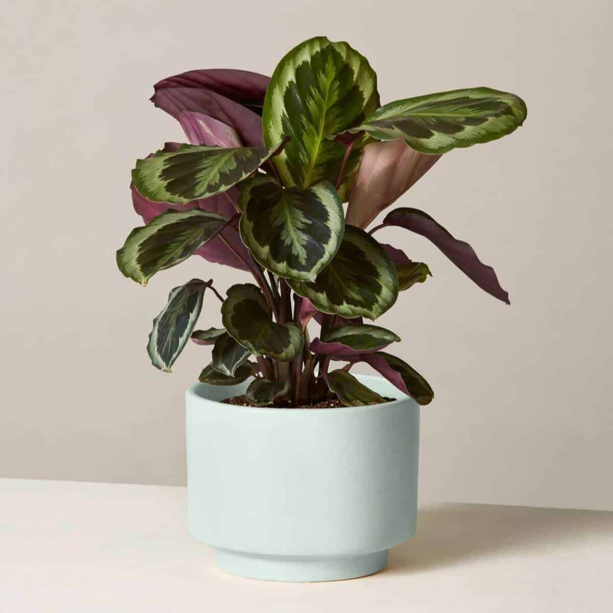 Plante de calathea dans un pot bleu menthe.