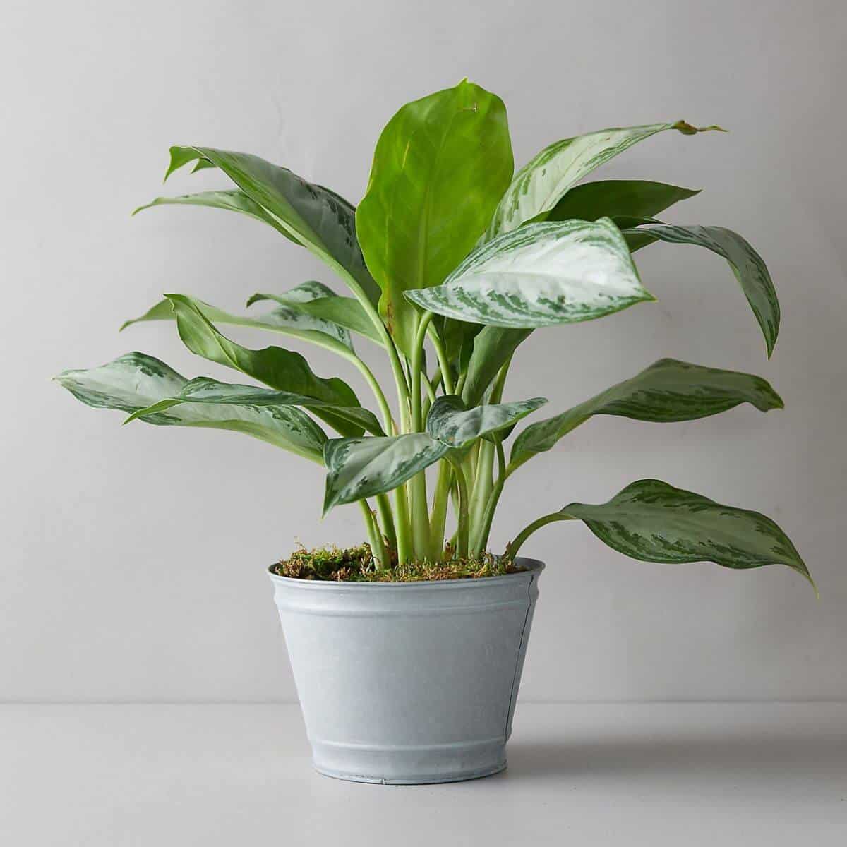 Chinese evergreen plant in a metal pot.