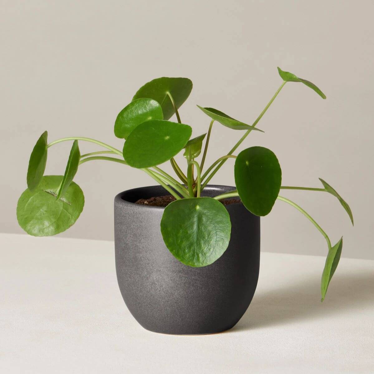 Pilea plant in a black pot.