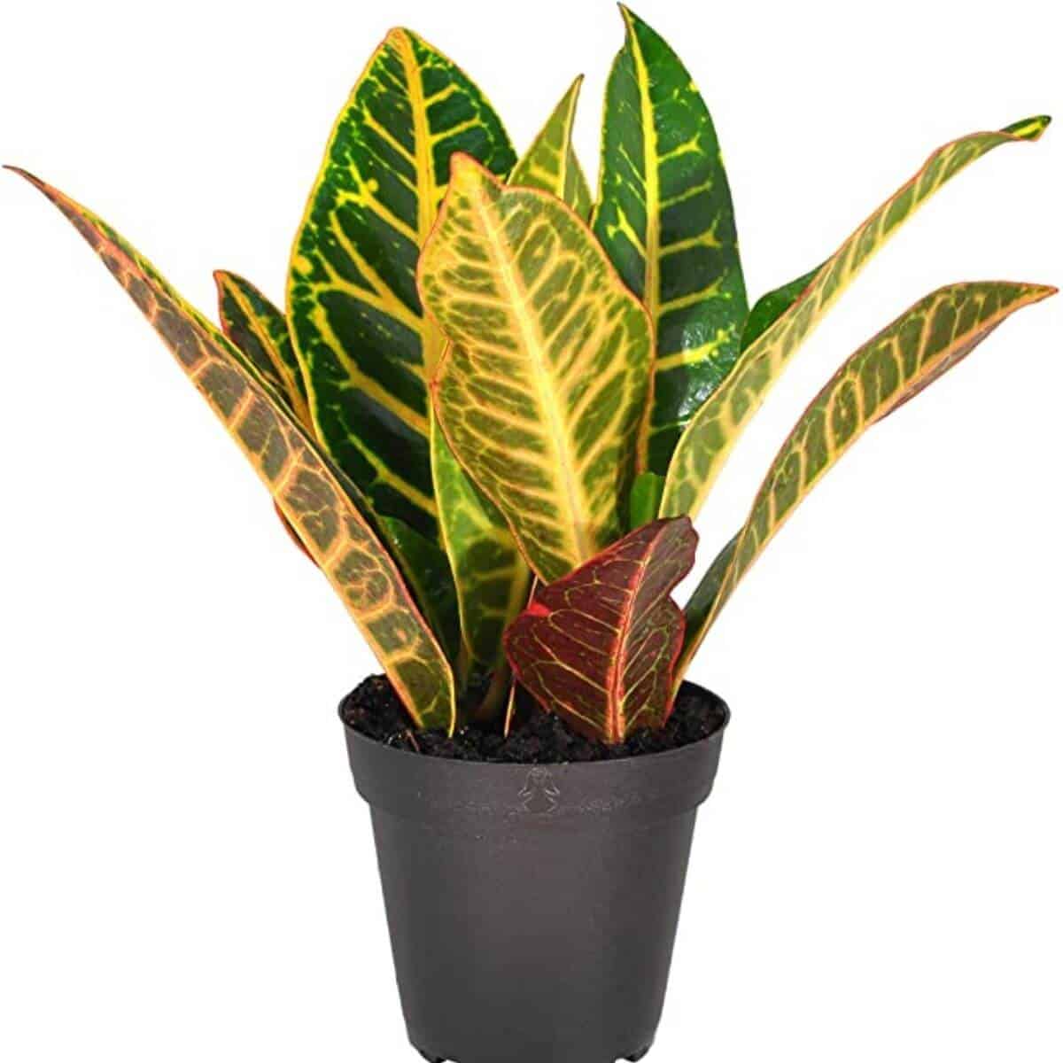 Planta de croton en una maceta negra.