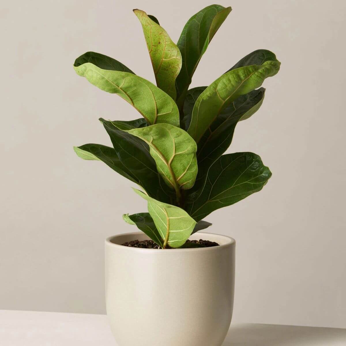 Fiddle leaf fig in a grey pot.