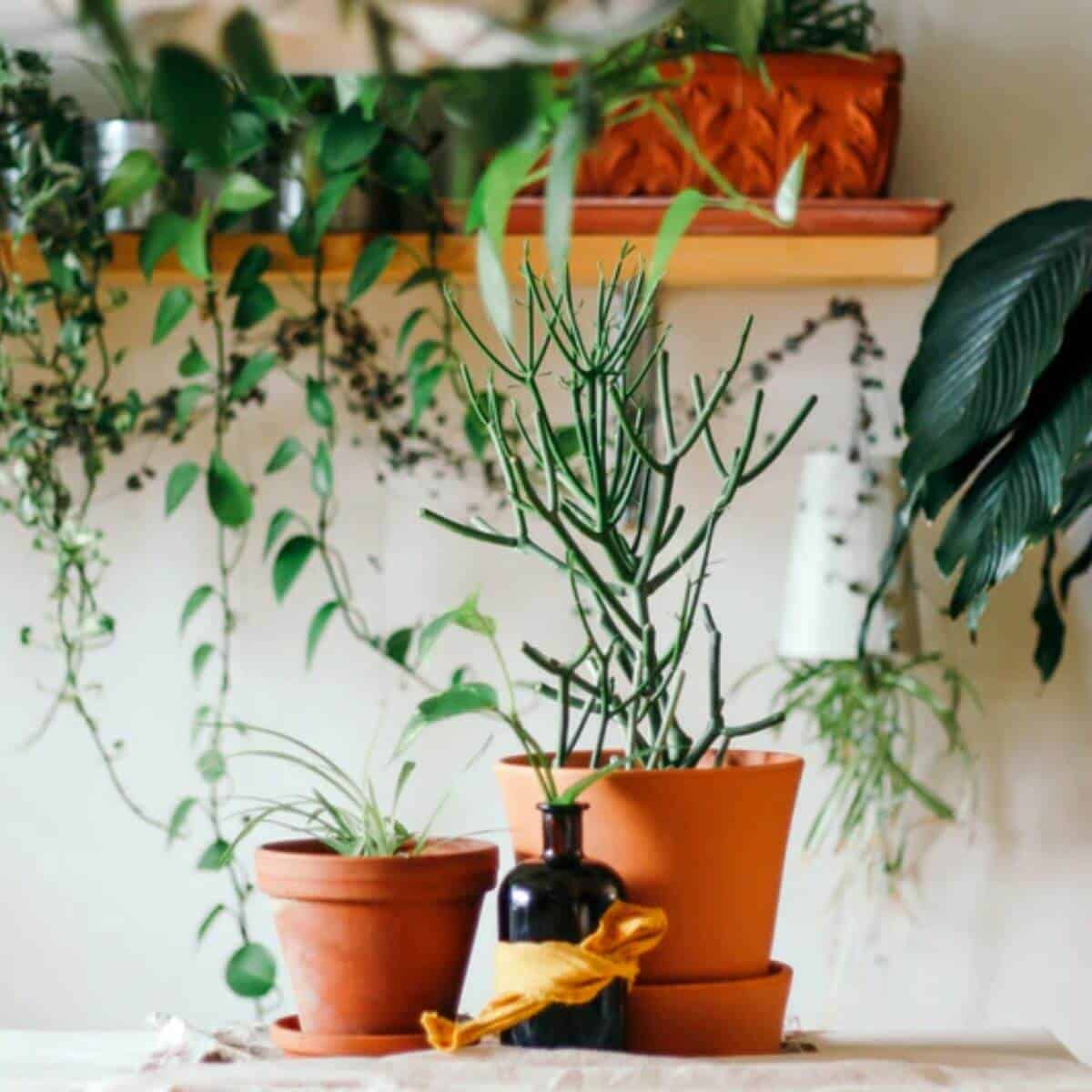 Plants in a pot.