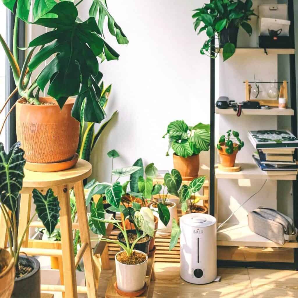 Several houseplants on the ground next to a shelf.