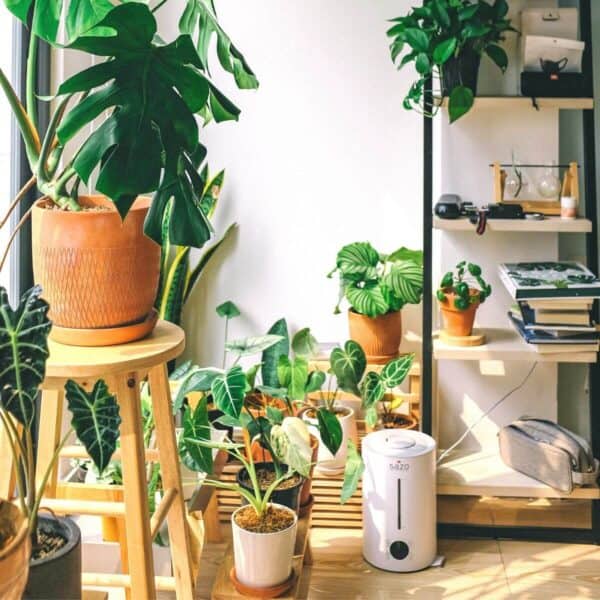 25 Most Popular Houseplants and Plant Care Tips Next Level Gents