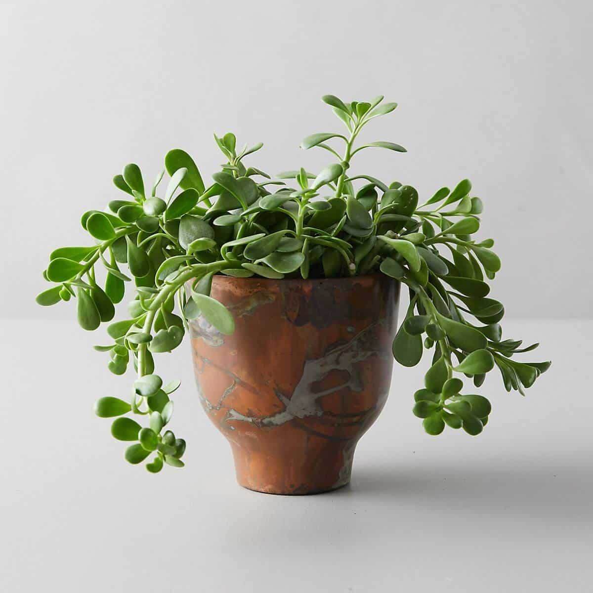 Jade plant in a copper pot.