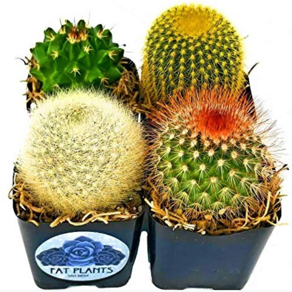 Four mini cacti in black planters.