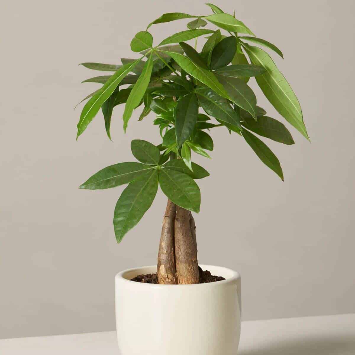 Money plant tree in a cream pot.