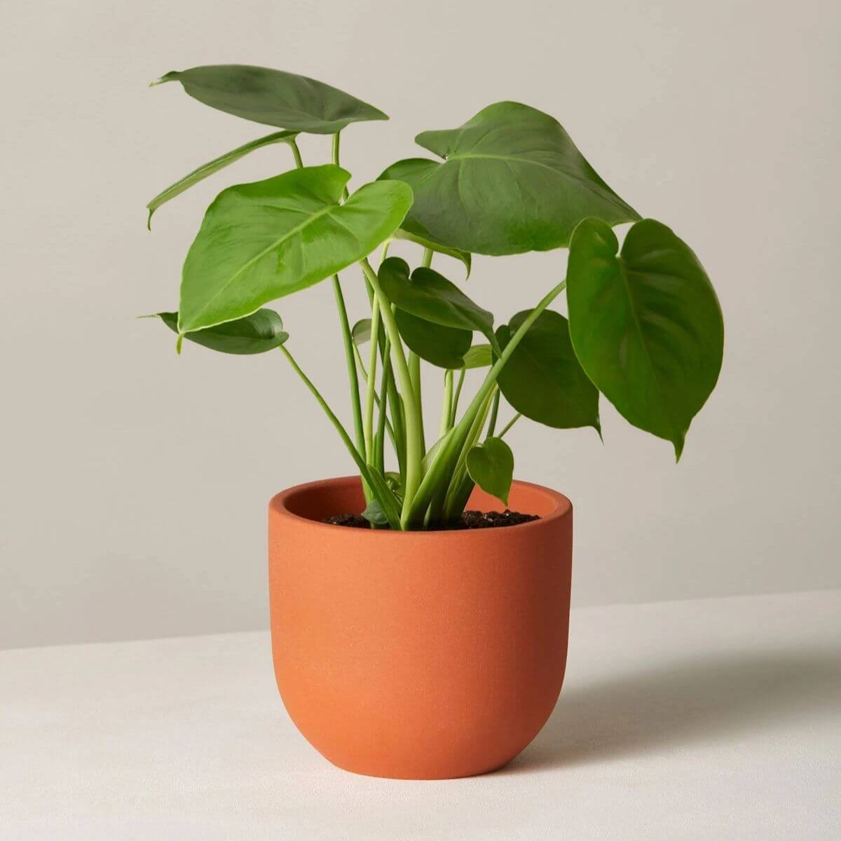 Monstera plant in a terracotta pot.
