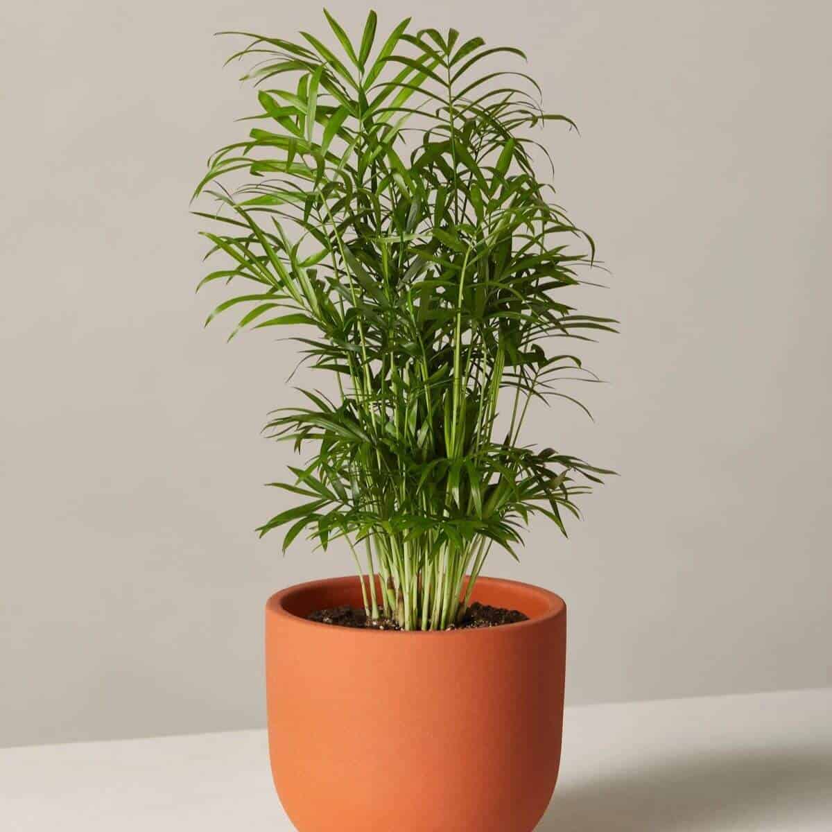 Parlor palm in a terracotta pot.