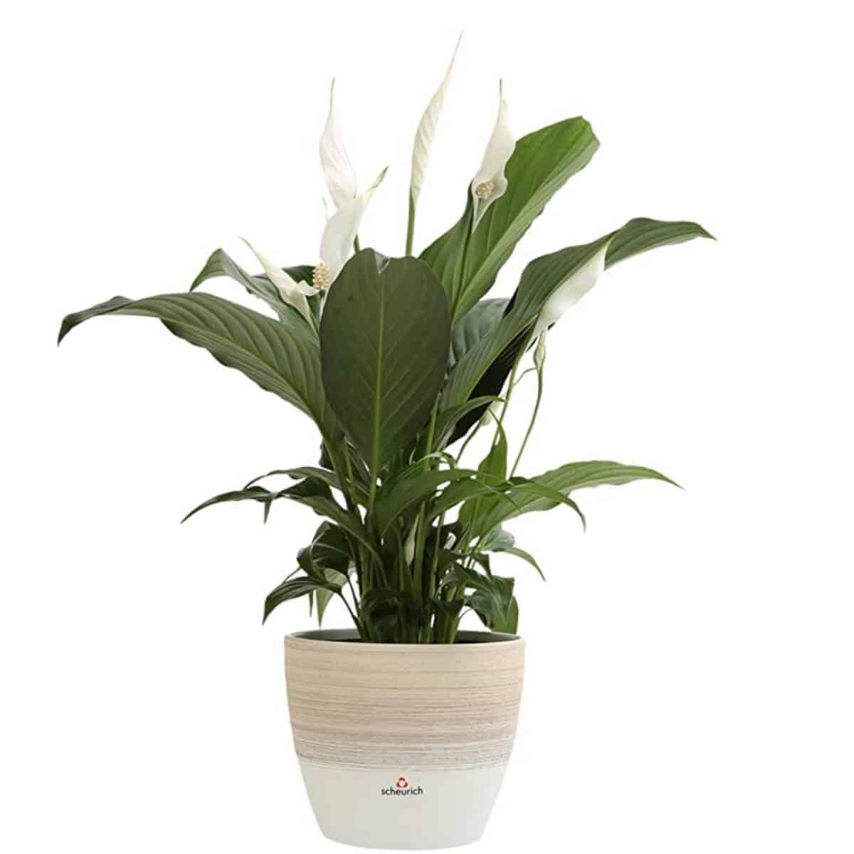 Peace lily in a ceramic pot.