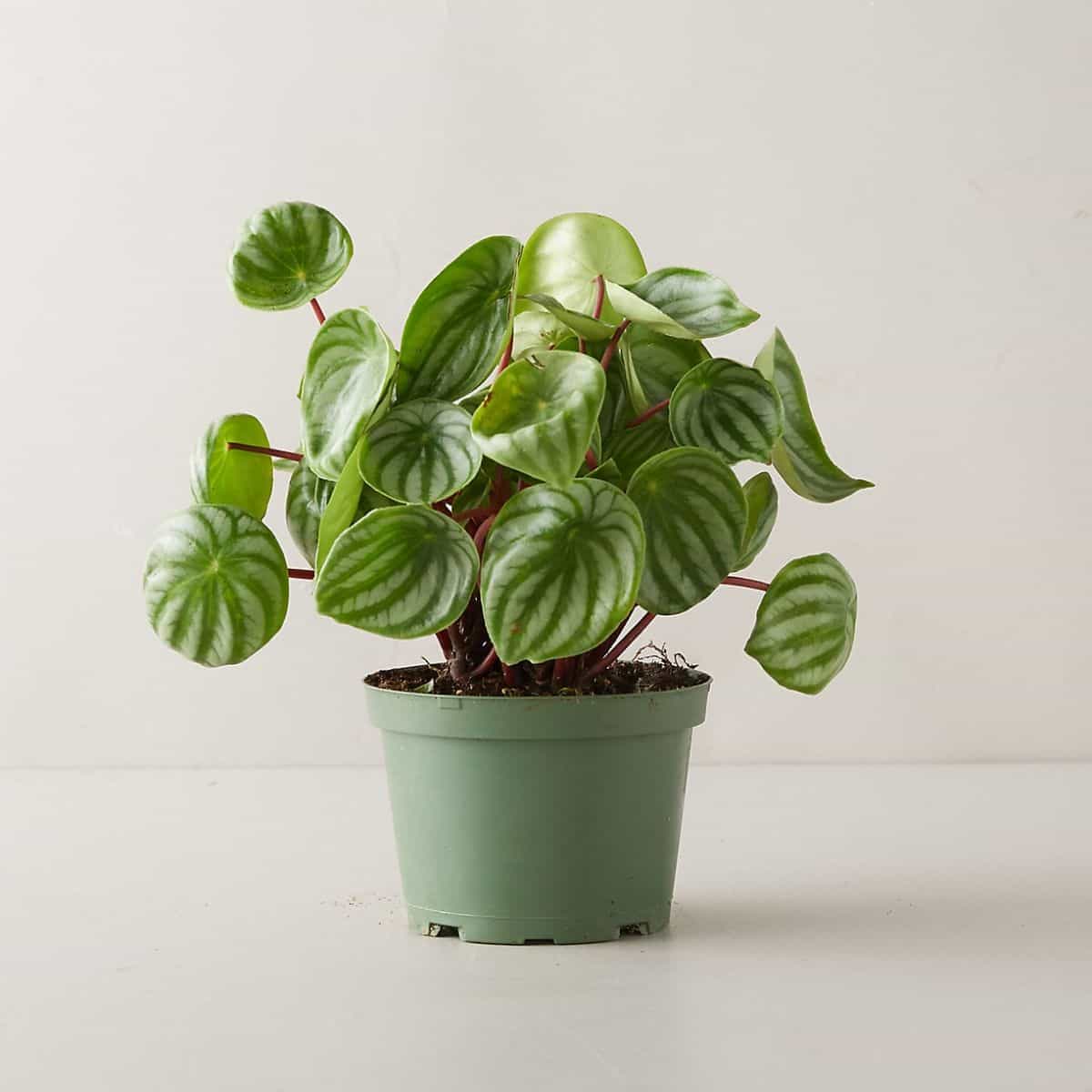 Peperomia in a green planter.