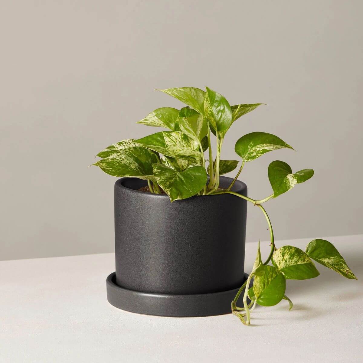 Pothos plant in a black pot.