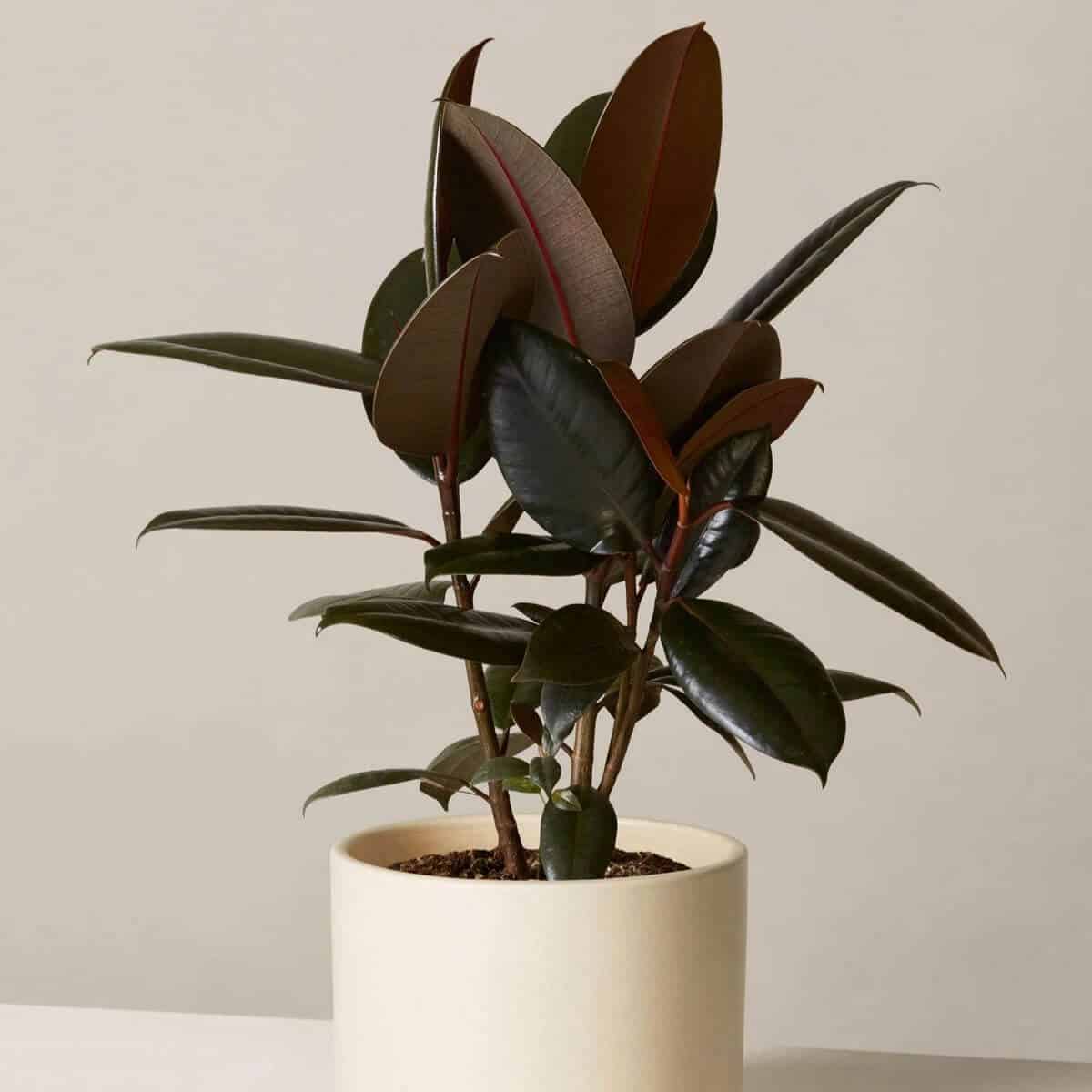 Rubber tree plant in a beige pot.