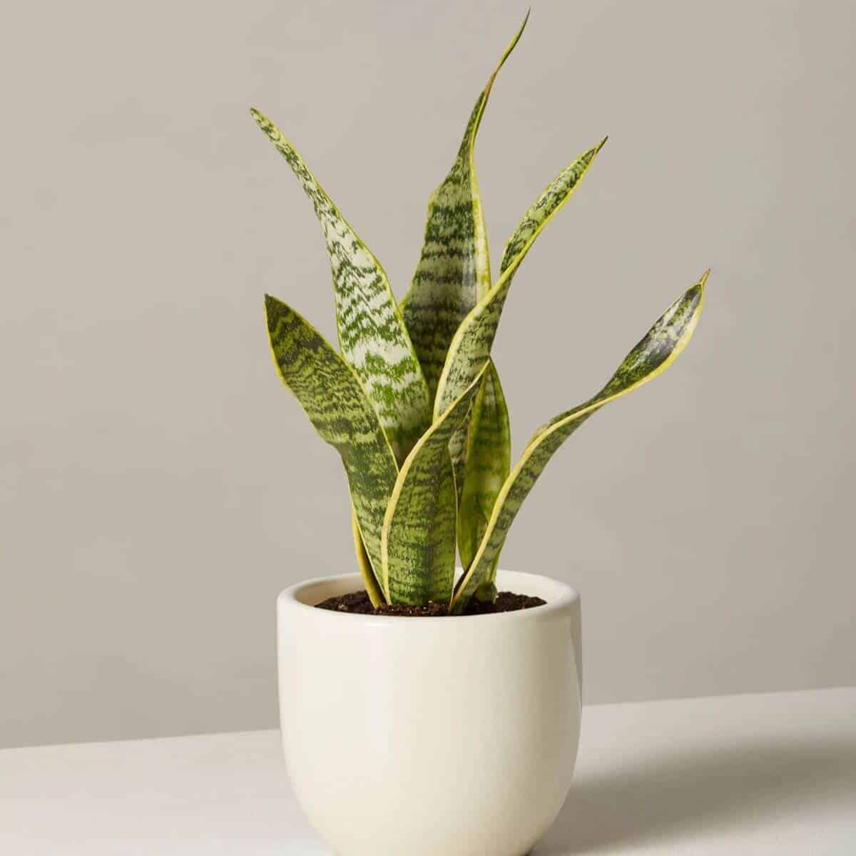 Snake plant in a cream pot.