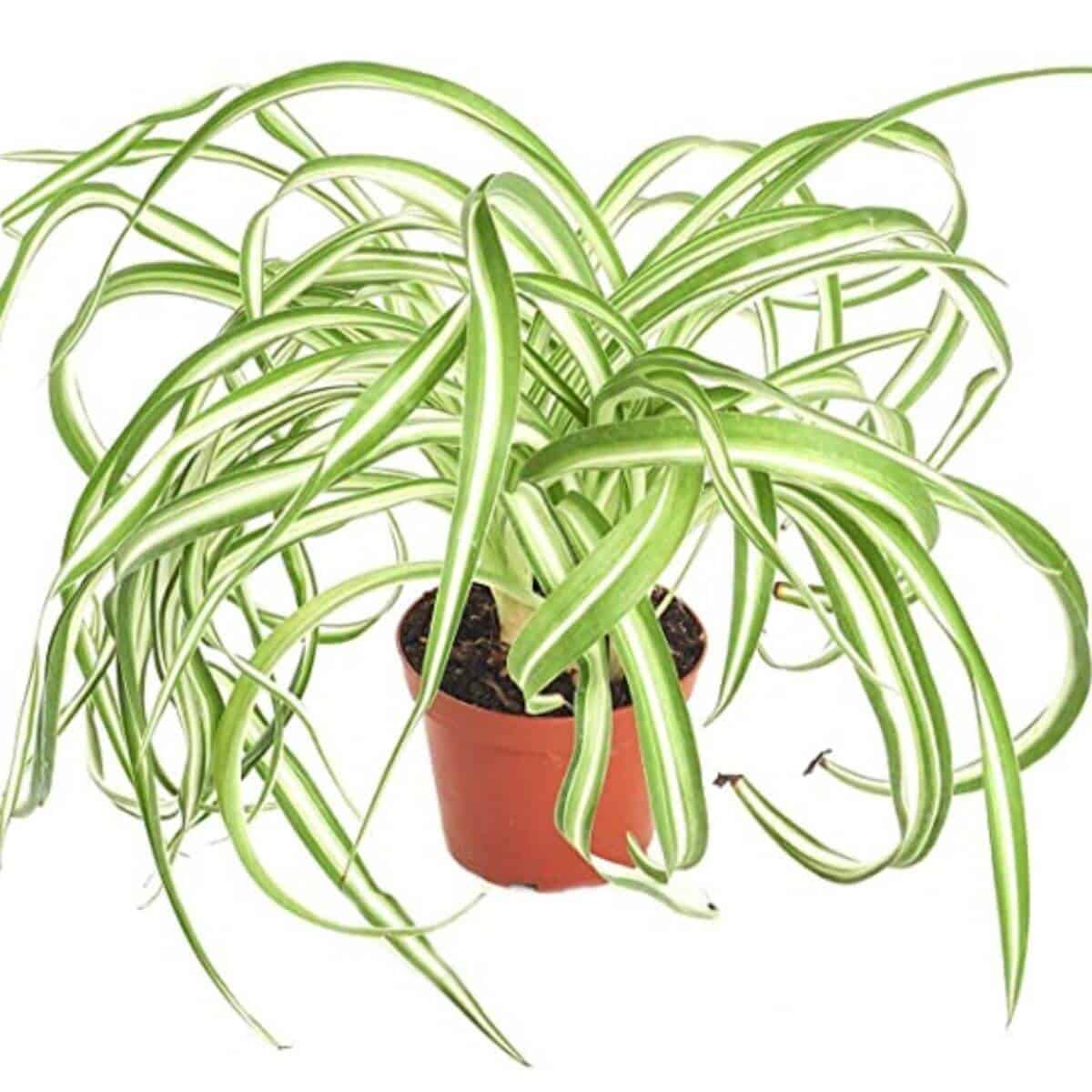 Spider plant in a brown pot.