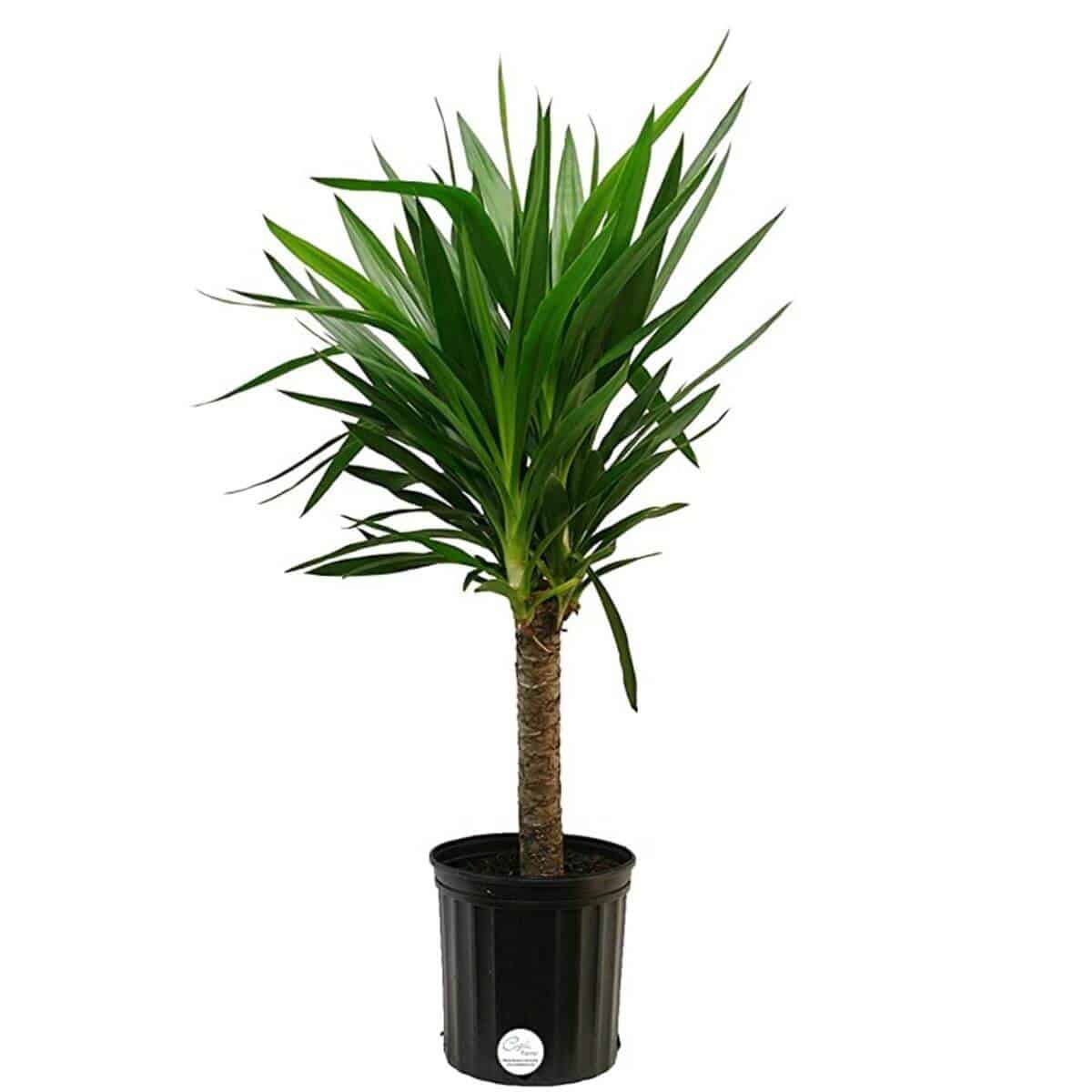 Pianta di yucca in un vaso nero.