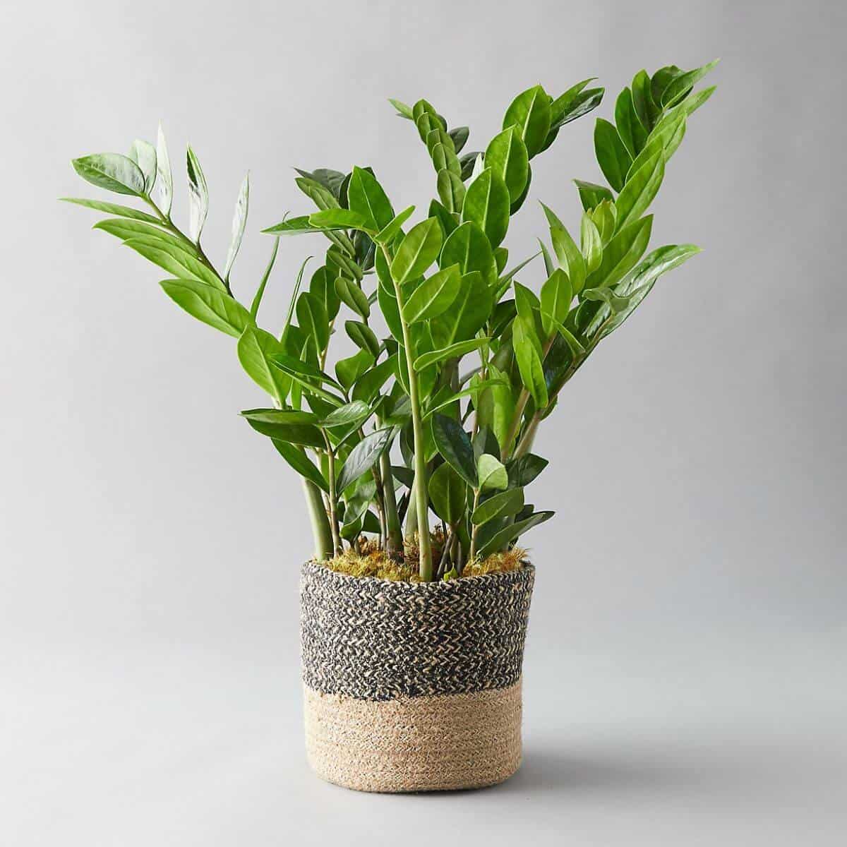 ZZ plant in a woven holder.