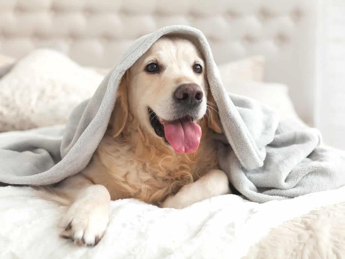 Dog on a bed with a blanket over its head.