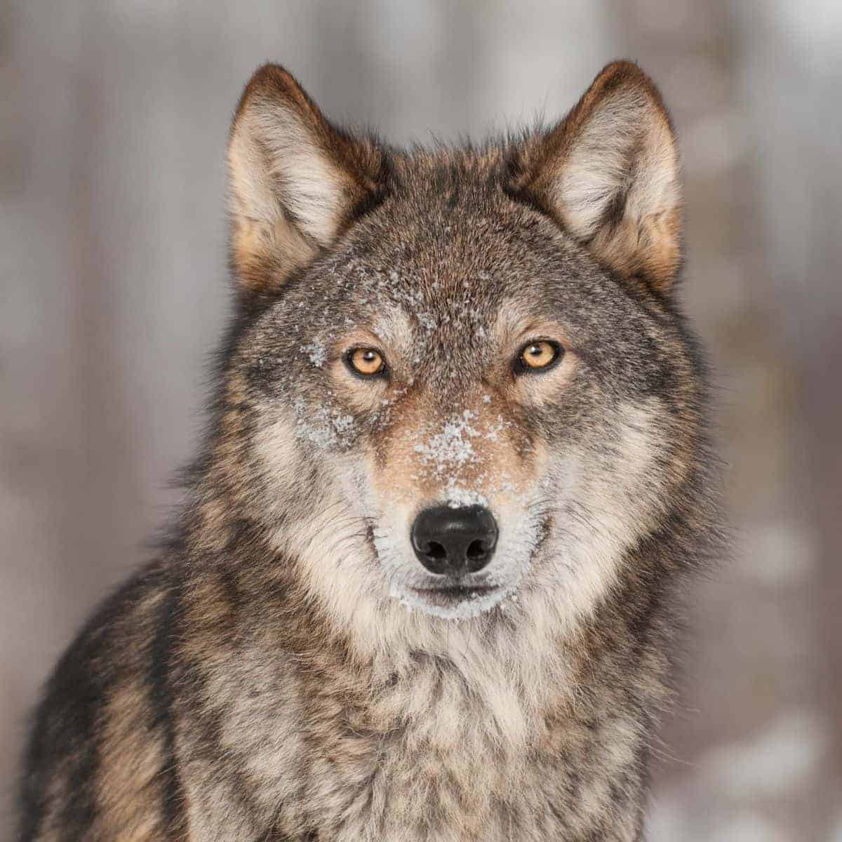 Selective focus on a wolf.