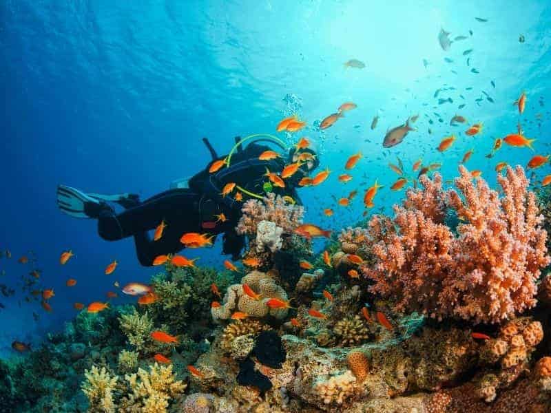 Person scuba diving near fish and a reef.